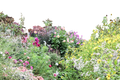 Floral Scene 001