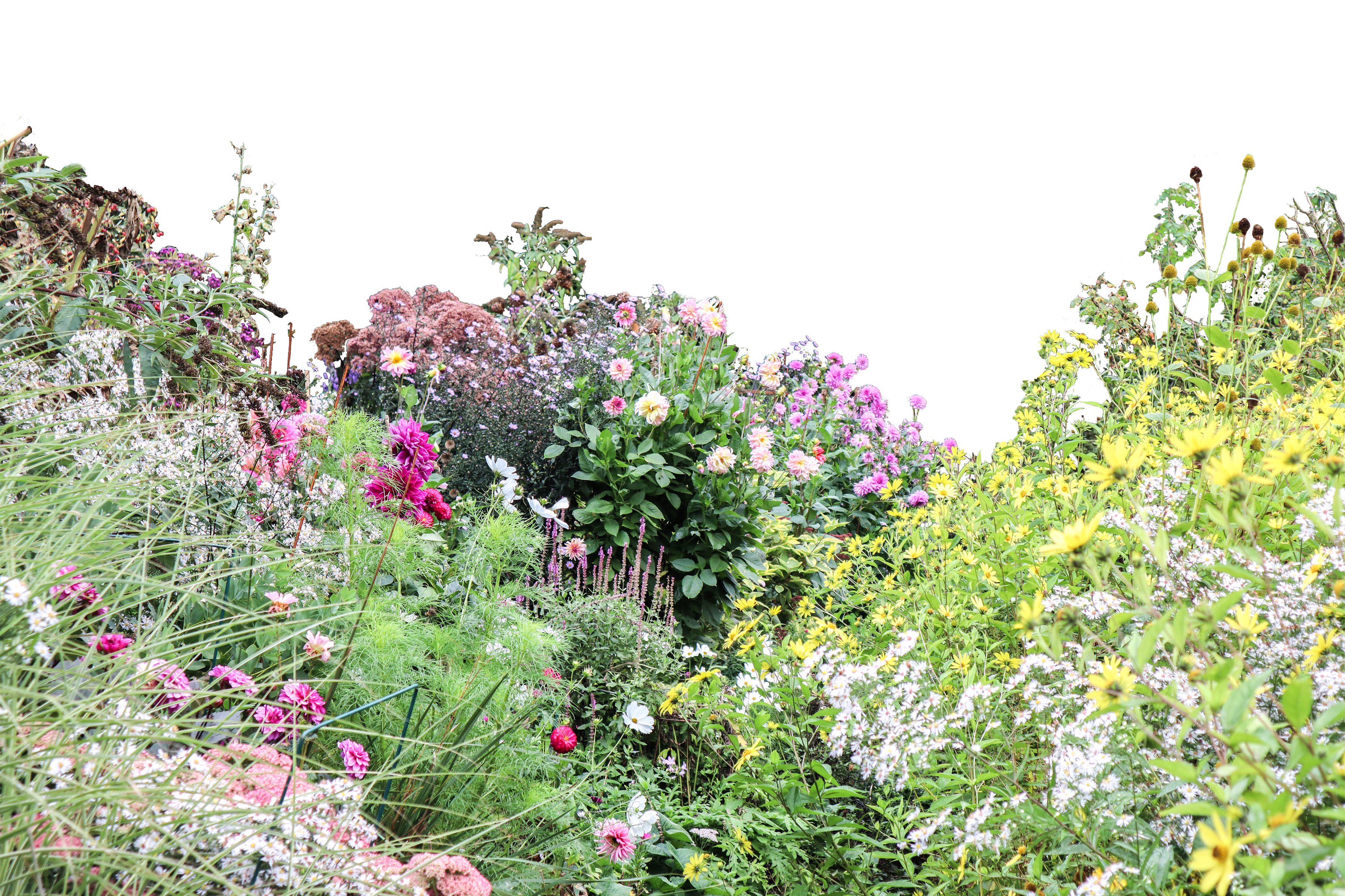 Floral Scene 001