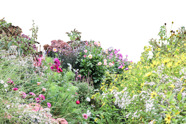 Floral Scene 001