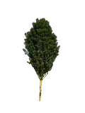 Upright Hawthorn 001