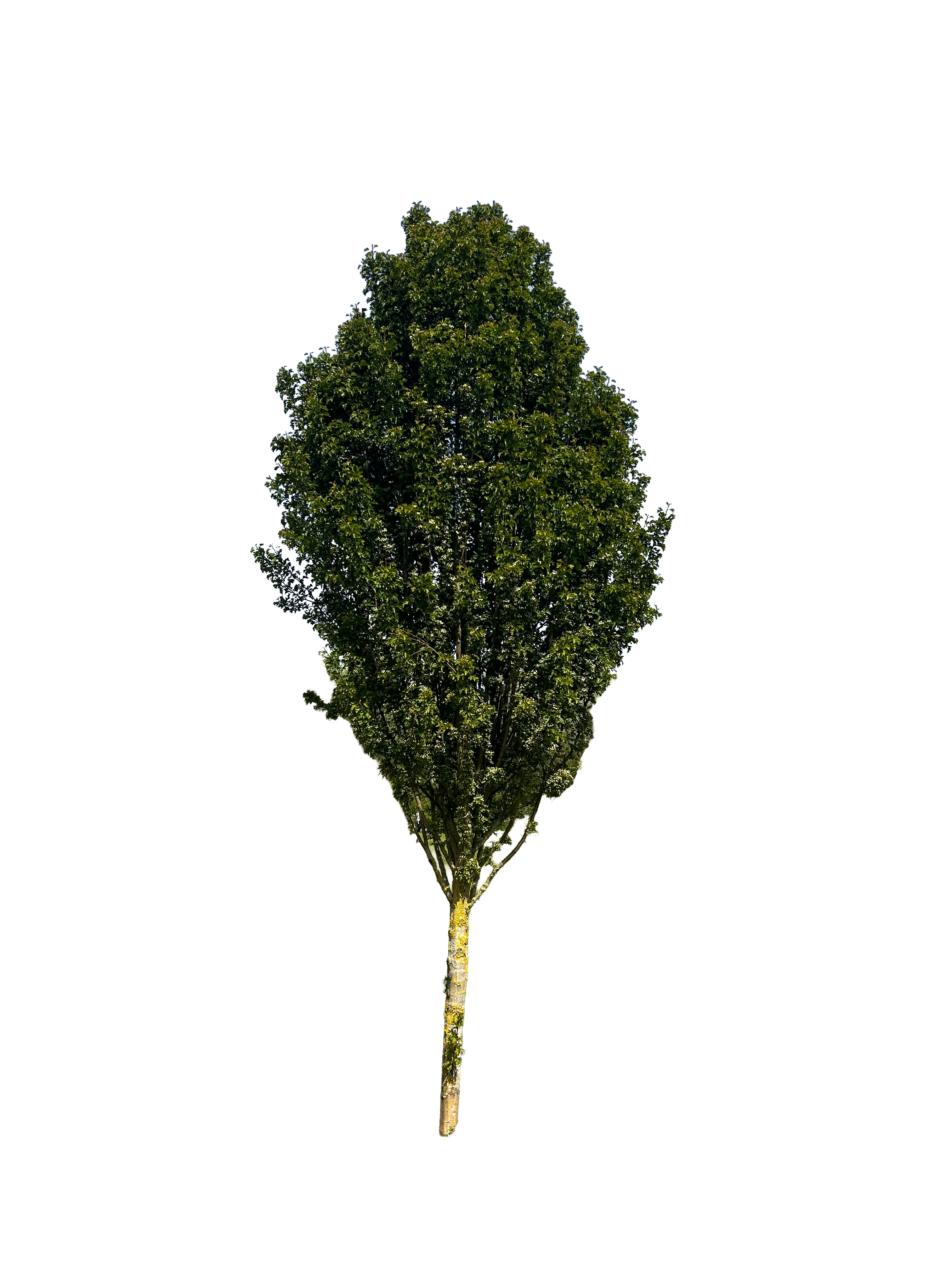 Upright Hawthorn 001