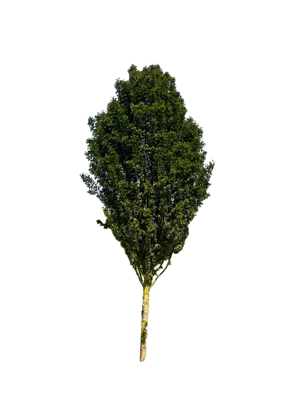 Upright Hawthorn 001