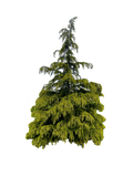 Golden Deodar Cedar 001