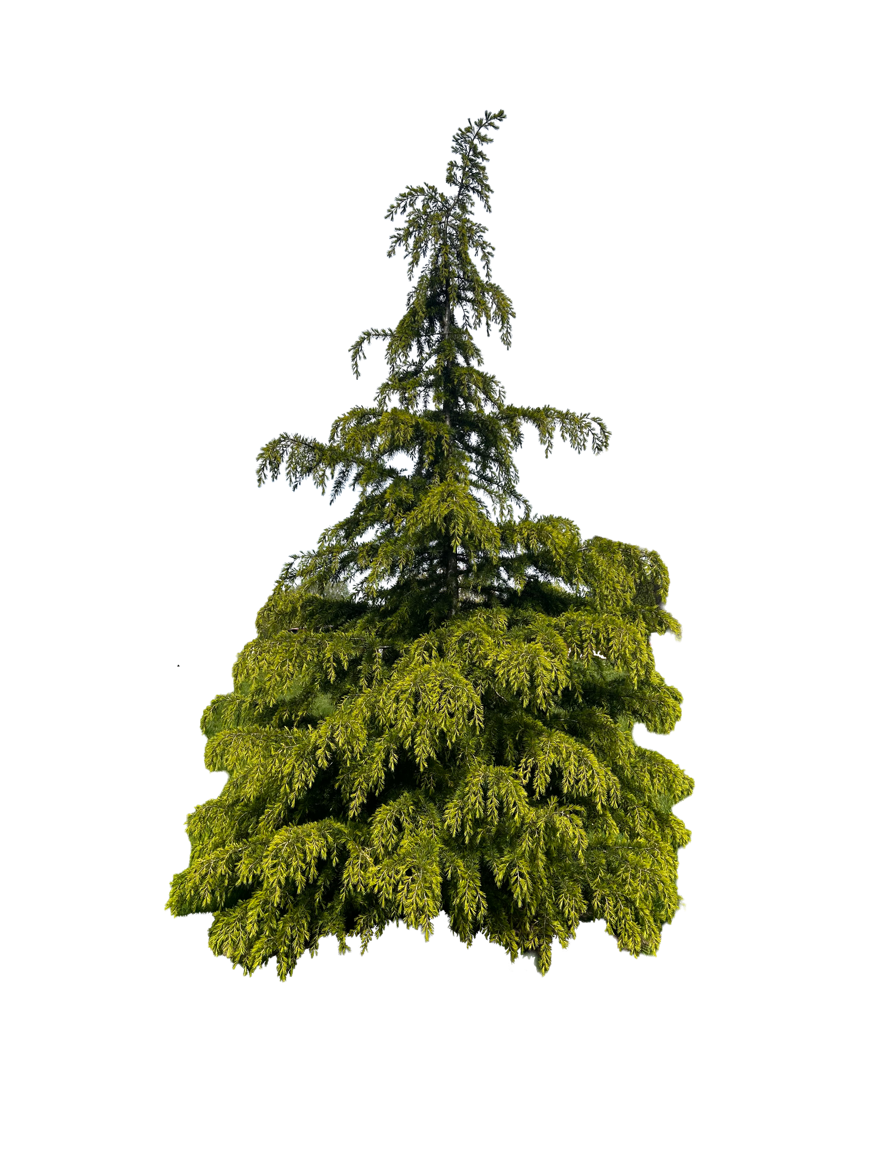 Golden Deodar Cedar 001