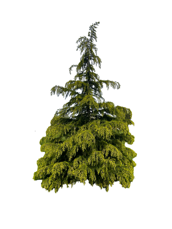 Golden Deodar Cedar 001
