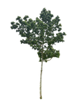 English Oak 001