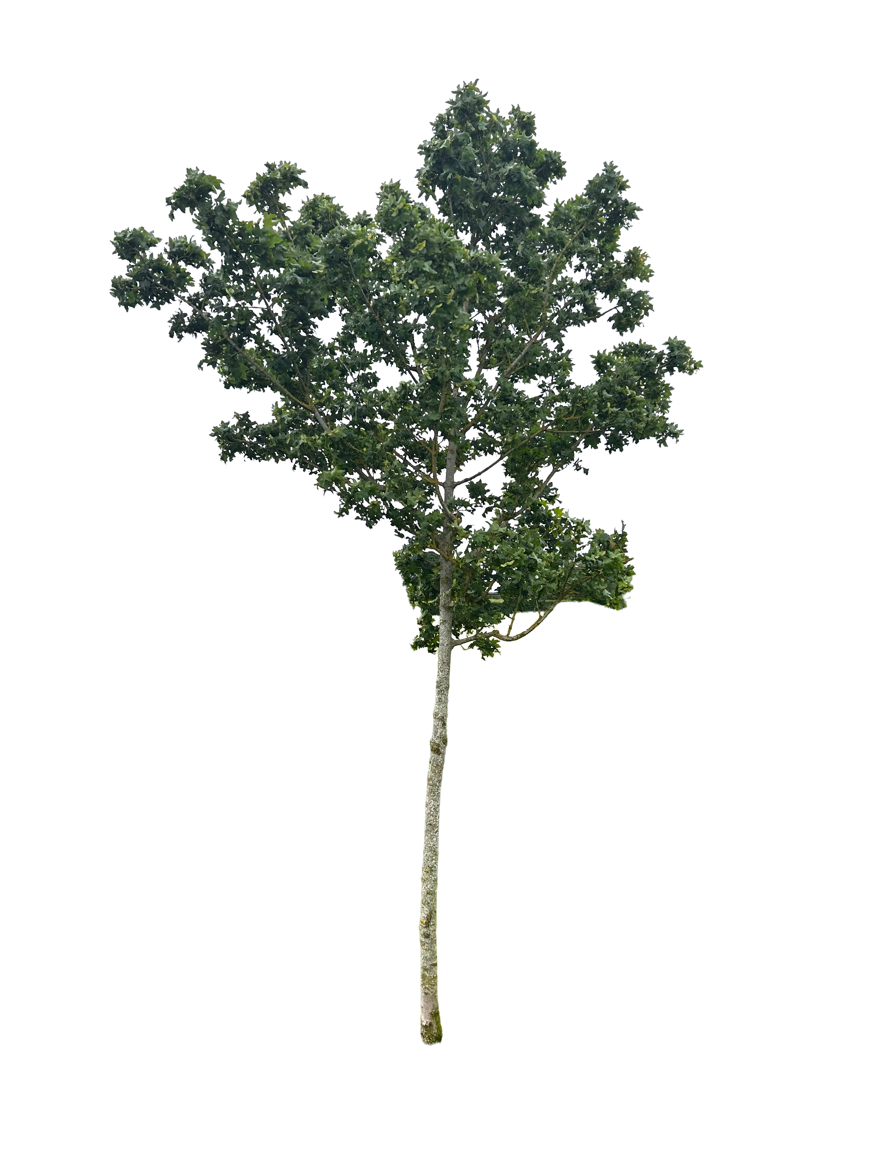 English Oak 001