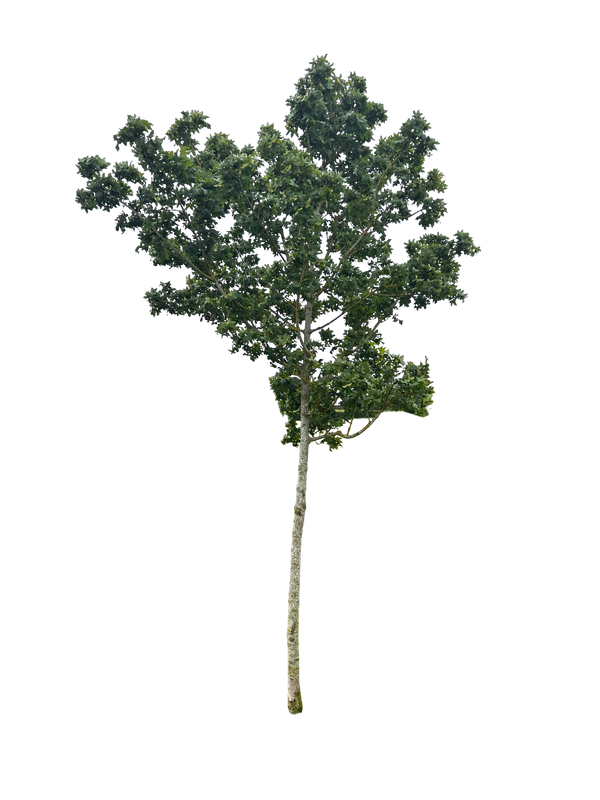 English Oak 001