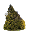Tree Cluster 001