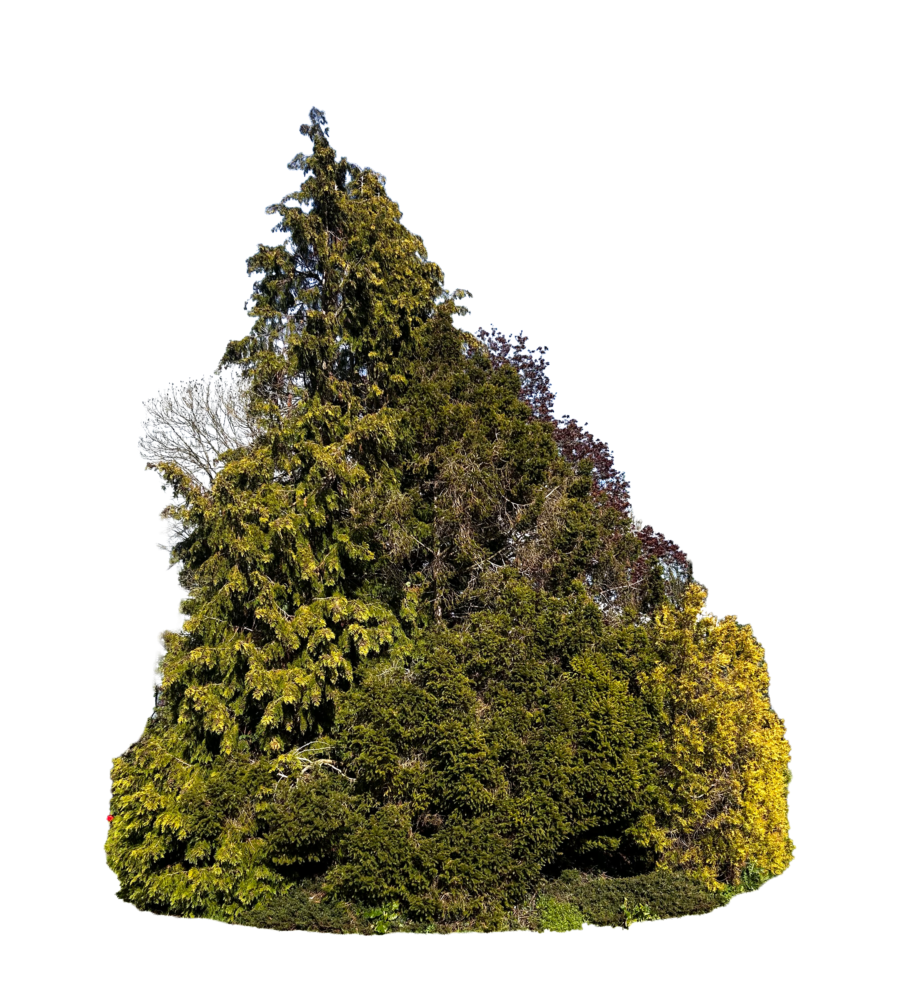 Tree Cluster 001