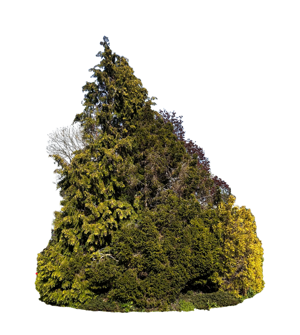 Tree Cluster 001